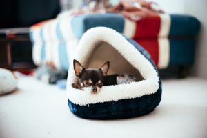 Cuddler Dog Beds